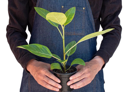 Ficus Altissima 'Yellow Gem'