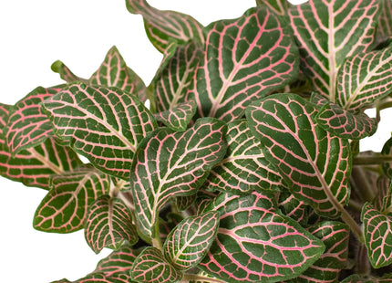 Fittonia 'Pink'