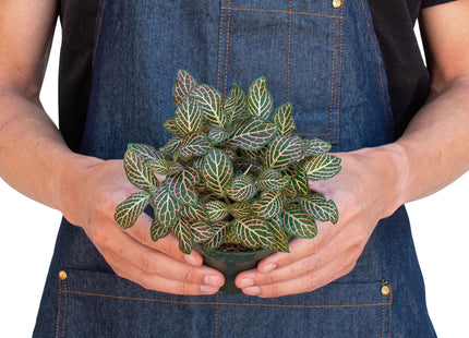 Fittonia 'Pink'