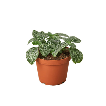 Fittonia 'White Nerve Plant' | Live Plant for Indoor & Outdoor | House Plant Decor