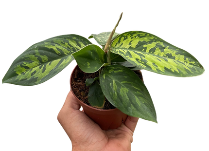 Homalomena 'Camouflage'