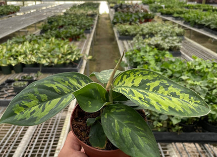 Homalomena 'Camouflage'