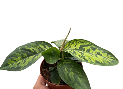 Homalomena 'Camouflage'