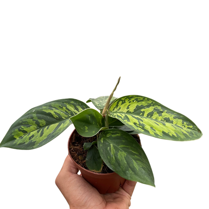 Homalomena 'Camouflage'