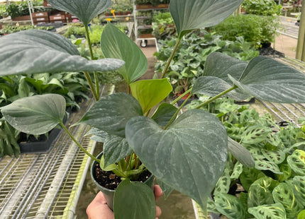 Homalomena 'Emerald Gem'