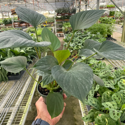 Homalomena 'Emerald Gem'