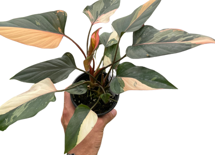 Homalomena Pink Diamond, Exotic & Rare Houseplant