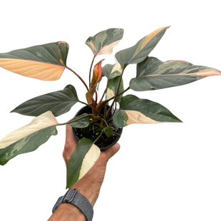 Homalomena Pink Diamond, Exotic & Rare Houseplant