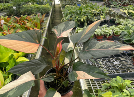 Homalomena Pink Diamond, Exotic & Rare Houseplant