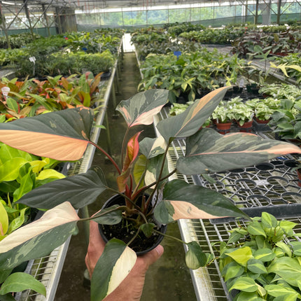 Homalomena Pink Diamond
