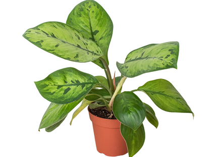 Homalomena 'Selby'