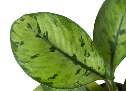 Homalomena 'Selby'