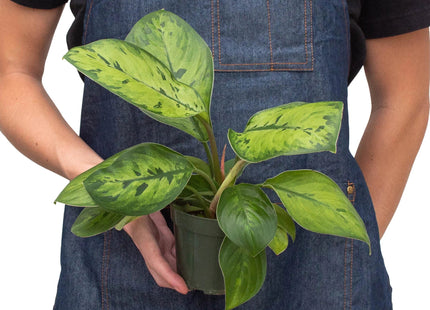 Homalomena 'Selby'