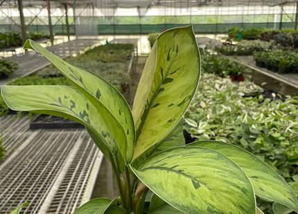 Homalomena 'Selby'