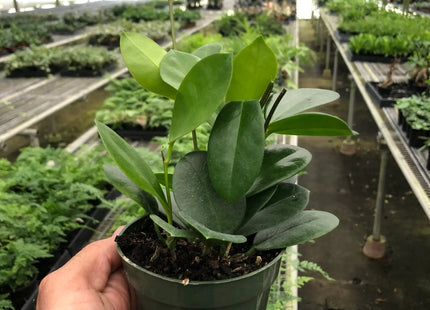 Hoya 'Australis'