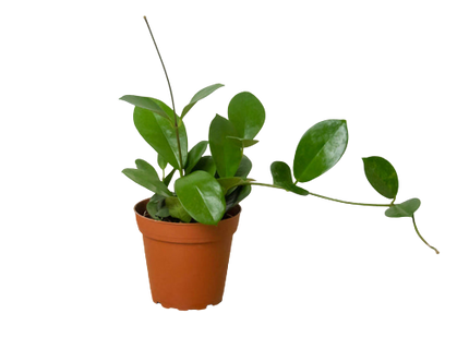 Hoya 'Australis'