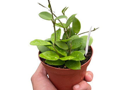 Hoya Bilobata