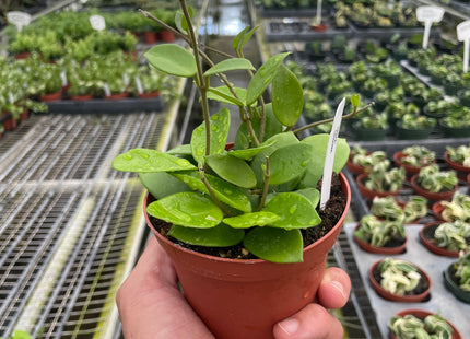 Hoya Bilobata