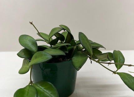 Hoya 'Burtoniae'