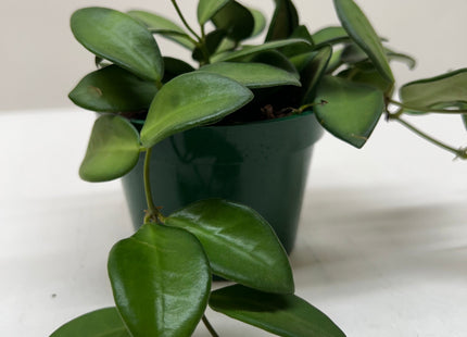 Hoya 'Burtoniae'
