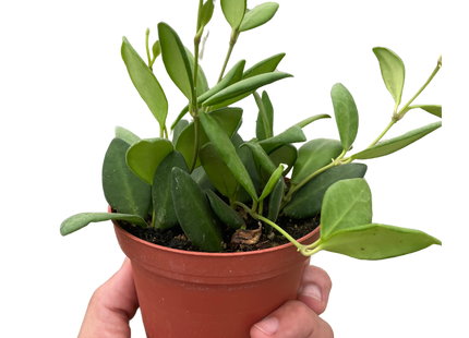 Hoya Chouke