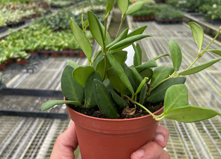 Hoya Chouke