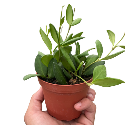 Hoya Chouke