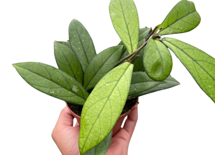 Hoya 'Crassipetiolata'