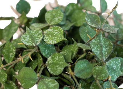Hoya 'Curtisii'