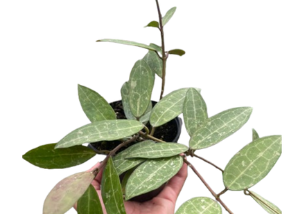 Hoya 'Eliptica'