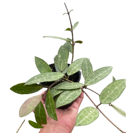 Hoya 'Eliptica'