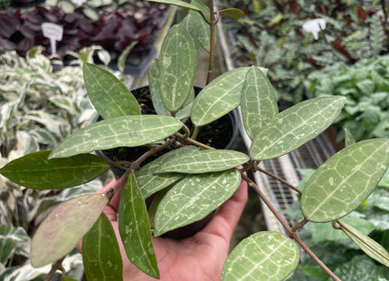Hoya 'Eliptica'