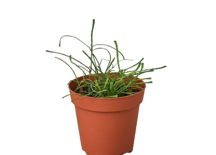 Hoya 'Grass Leafed' - 4" Pot