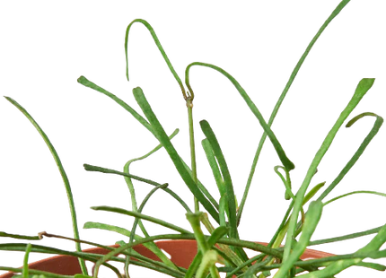 Hoya 'Grass Leafed' - 4" Pot