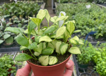 Hoya Heuschkeliana Variegated