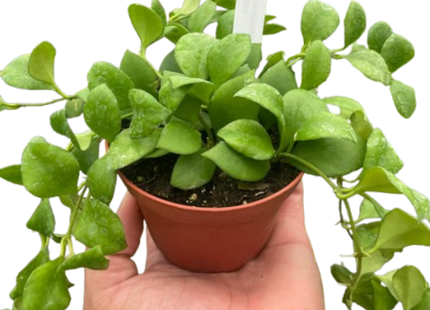 Hoya Heuschkeliana