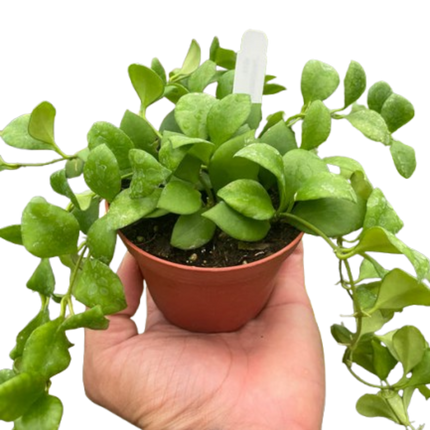 Hoya Heuschkeliana