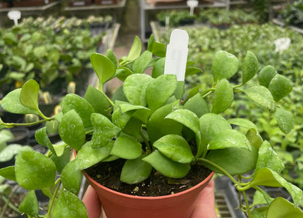 Hoya Heuschkeliana
