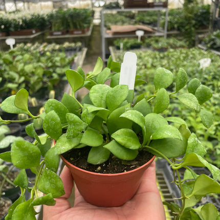 Hoya Heuschkeliana