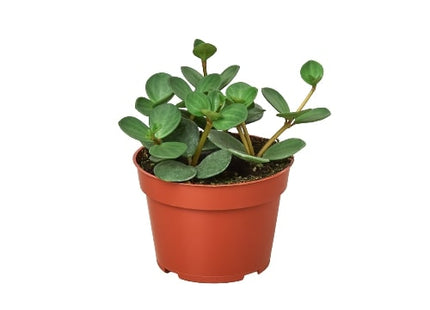 Peperomia 'Hope'