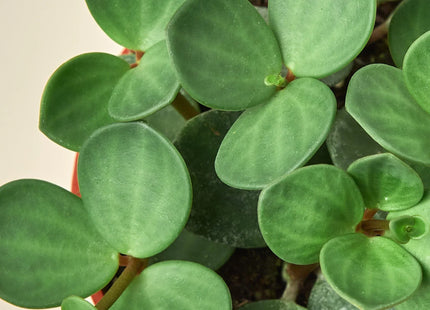 Peperomia 'Hope'