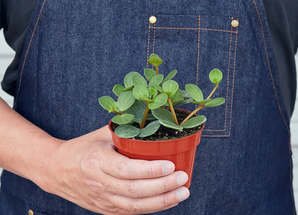 Peperomia 'Hope'