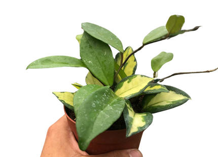 Hoya Carnosa 'Krimson Princess'