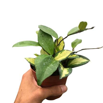 Hoya Carnosa 'Krimson Princess'