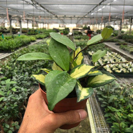 Hoya Carnosa 'Krimson Princess'