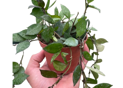 Hoya Krohniana Black
