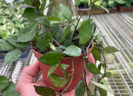 Hoya Krohniana Black