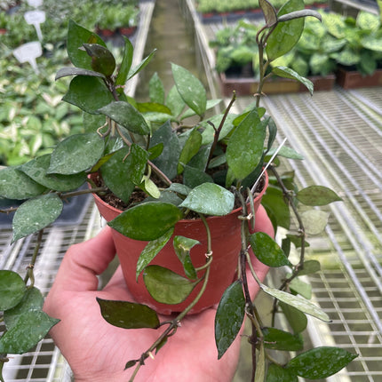 Hoya Krohniana Black