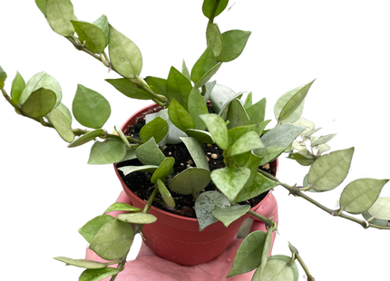 Hoya 'Krohniana Super Silver'
