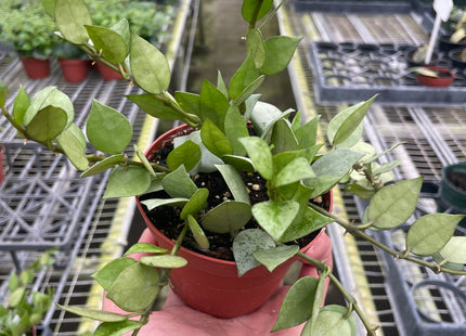 Hoya 'Krohniana Super Silver'